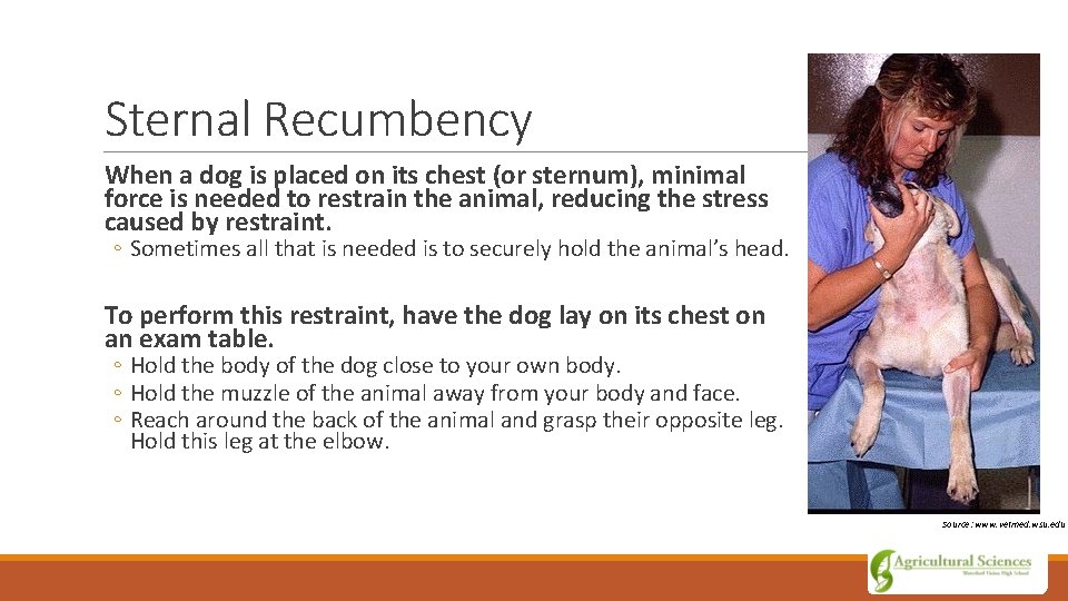 Sternal Recumbency When a dog is placed on its chest (or sternum), minimal force
