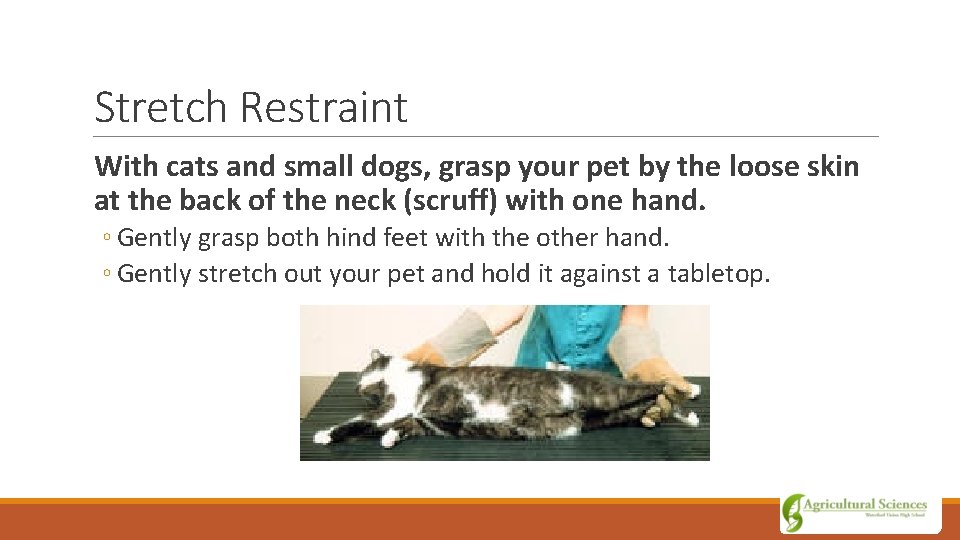 Stretch Restraint With cats and small dogs, grasp your pet by the loose skin