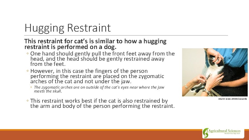 Hugging Restraint This restraint for cat’s is similar to how a hugging restraint is