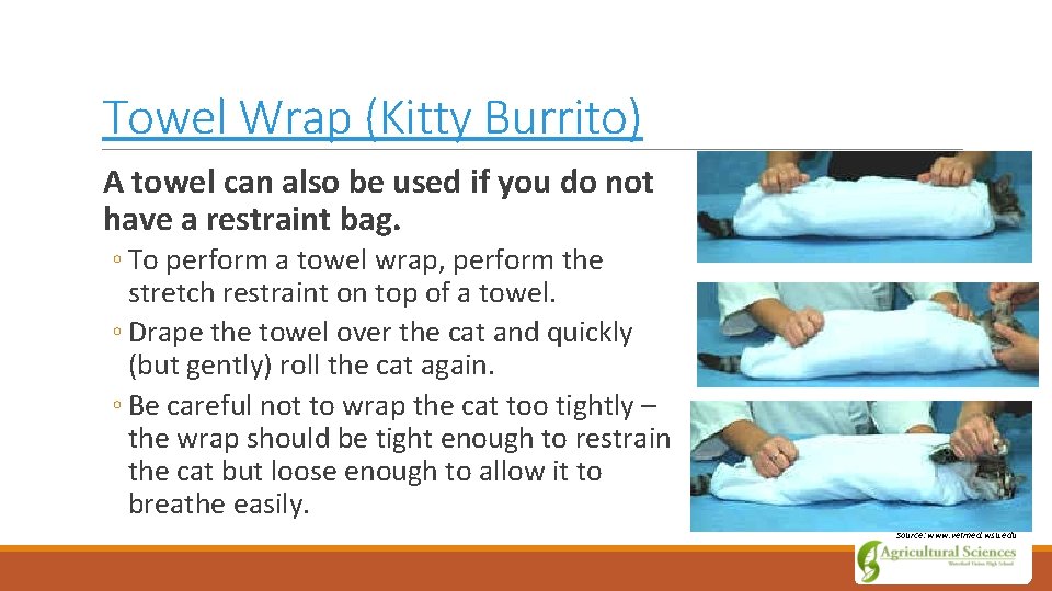 Towel Wrap (Kitty Burrito) A towel can also be used if you do not