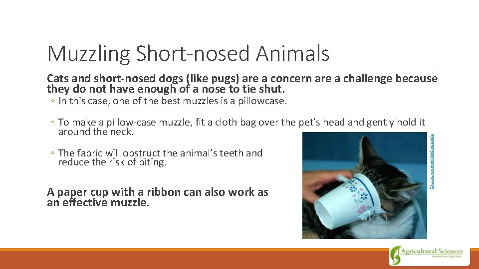 Muzzling Short-nosed Animals Cats and short-nosed dogs (like pugs) are a concern are a