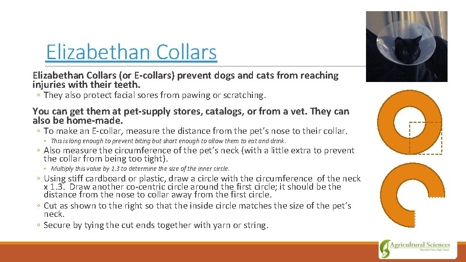 Elizabethan Collars (or E-collars) prevent dogs and cats from reaching injuries with their teeth.