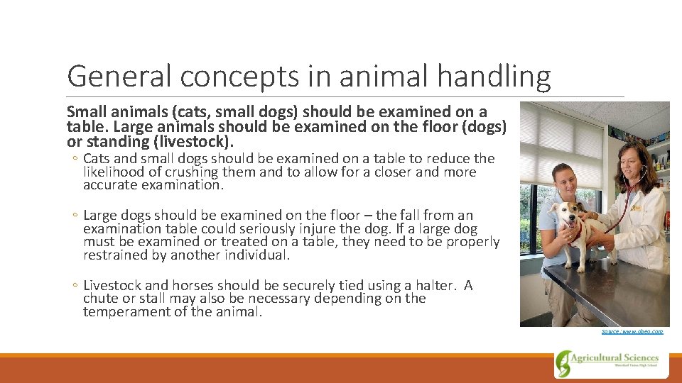 General concepts in animal handling Small animals (cats, small dogs) should be examined on