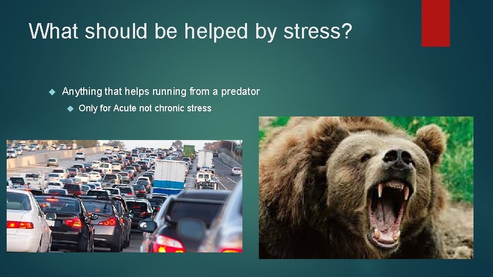 What should be helped by stress? Anything that helps running from a predator Only