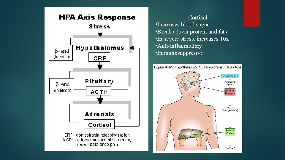 Cortisol • Increases blood sugar • Breaks down protein and fats • In severe