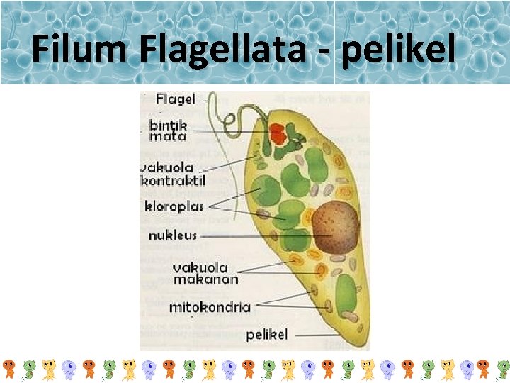 Filum Flagellata - pelikel 