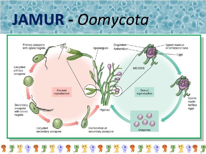 JAMUR - Oomycota 