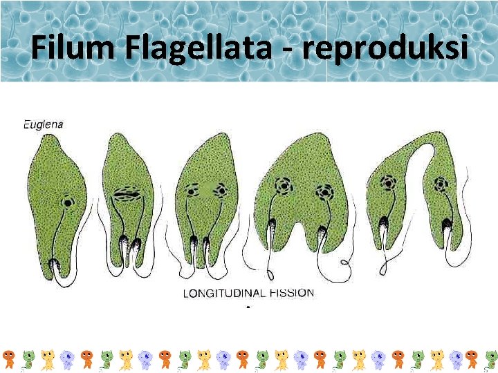 Filum Flagellata - reproduksi 