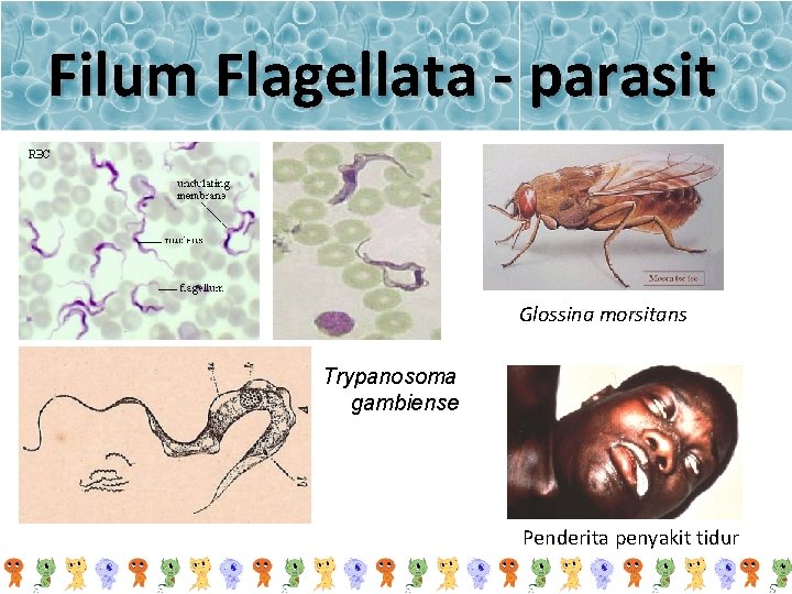 Filum Flagellata - parasit Glossina morsitans Trypanosoma gambiense Penderita penyakit tidur 