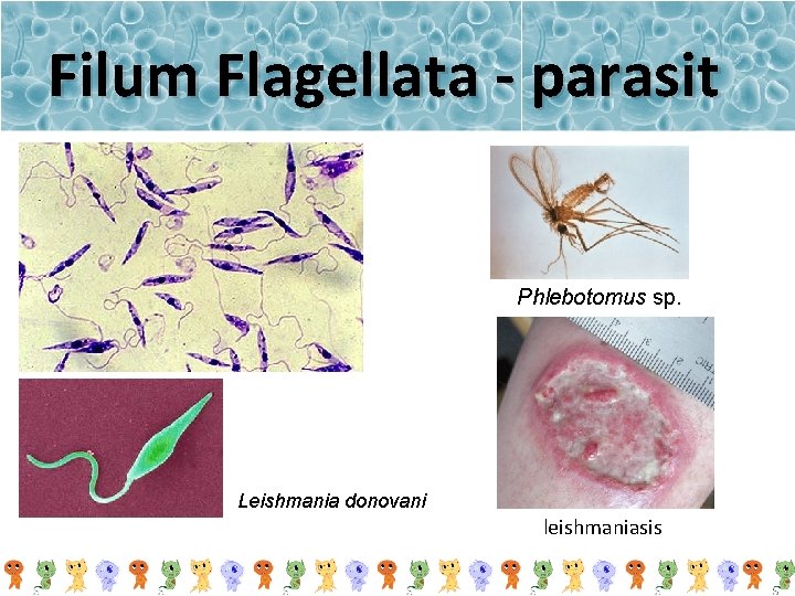 Filum Flagellata - parasit Phlebotomus sp. Leishmania donovani leishmaniasis 