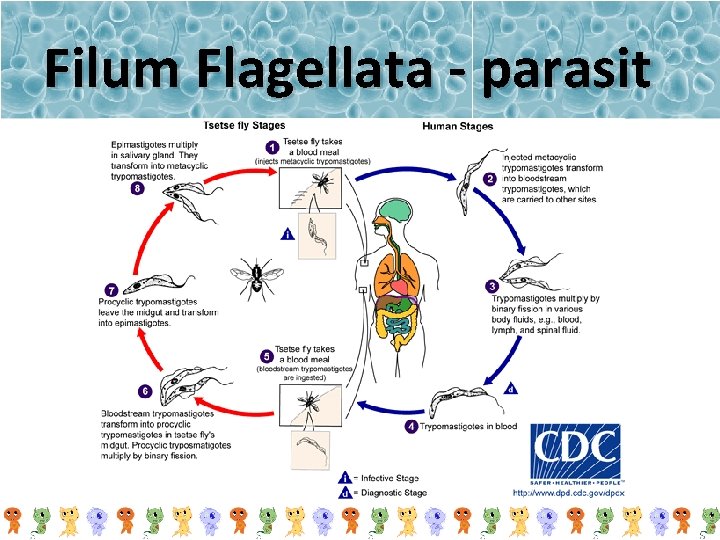 Filum Flagellata - parasit 