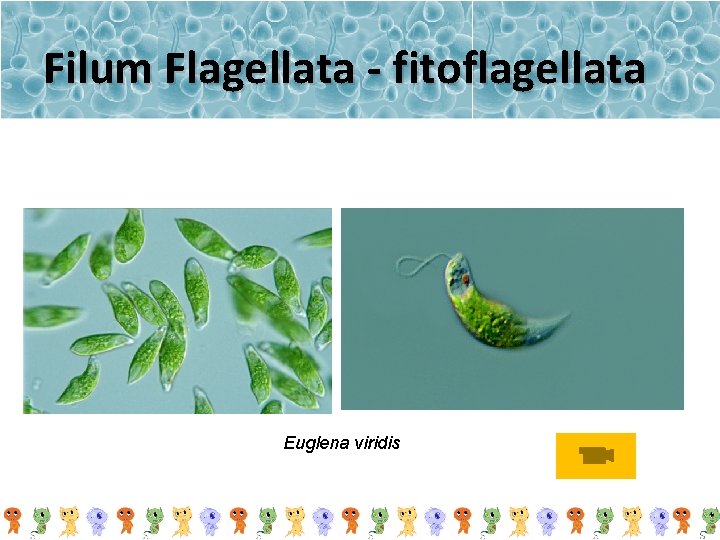 Filum Flagellata - fitoflagellata Euglena viridis 
