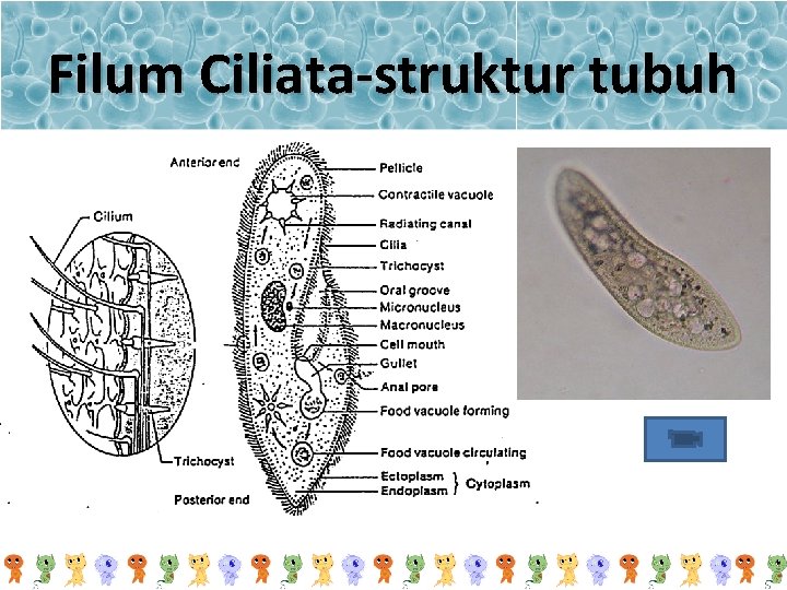 Filum Ciliata-struktur tubuh 