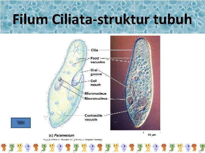 Filum Ciliata-struktur tubuh 