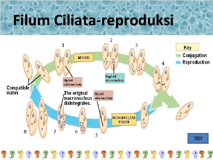 Filum Ciliata-reproduksi 2 1 3 4 8 7 6 5 