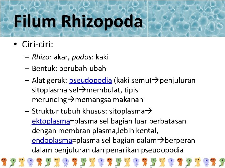 Filum Rhizopoda • Ciri-ciri: – Rhizo: akar, podos: kaki – Bentuk: berubah-ubah – Alat