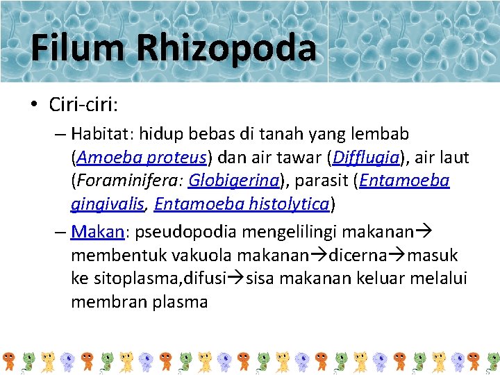 Filum Rhizopoda • Ciri-ciri: – Habitat: hidup bebas di tanah yang lembab (Amoeba proteus)