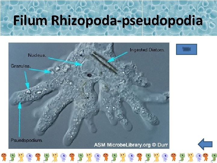 Filum Rhizopoda-pseudopodia 