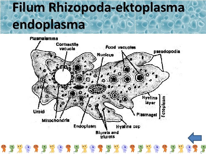 Filum Rhizopoda-ektoplasma endoplasma 