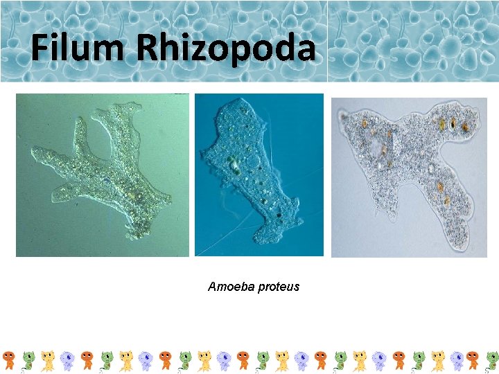 Filum Rhizopoda Amoeba proteus 