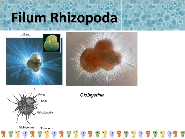 Filum Rhizopoda Globigerina 