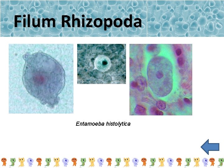 Filum Rhizopoda Entamoeba histolytica 