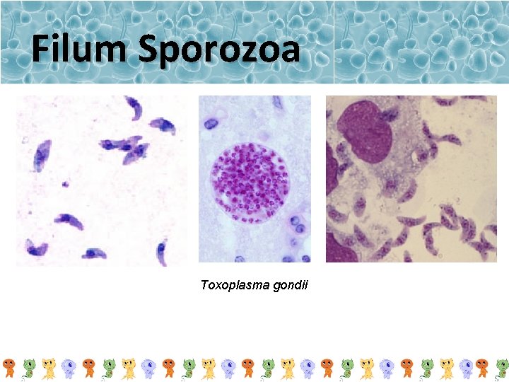 Filum Sporozoa Toxoplasma gondii 