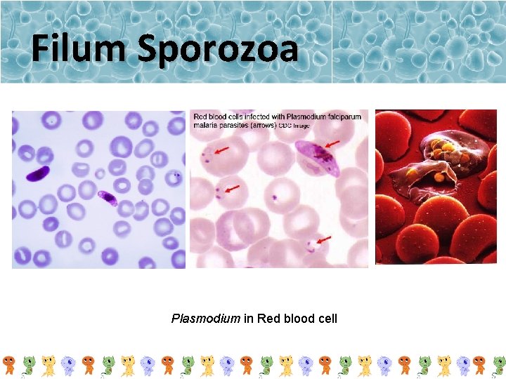 Filum Sporozoa Plasmodium in Red blood cell 