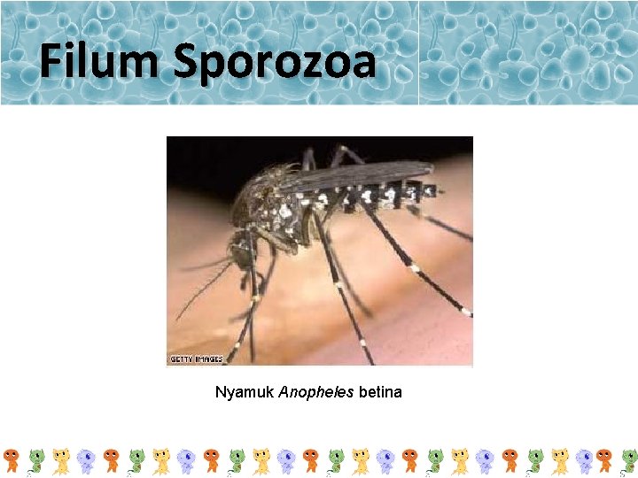 Filum Sporozoa Nyamuk Anopheles betina 