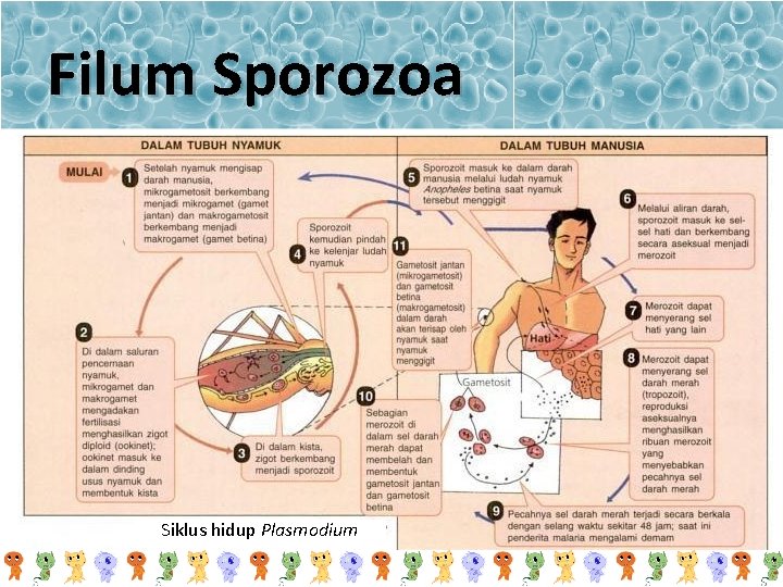 Filum Sporozoa Siklus hidup Plasmodium 