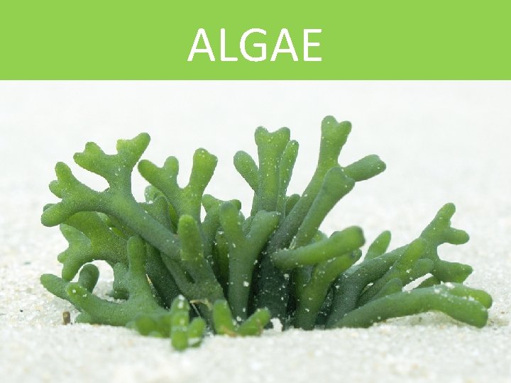 ALGAE 