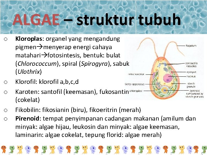 ALGAE – struktur tubuh o o o Kloroplas: organel yang mengandung pigmen menyerap energi