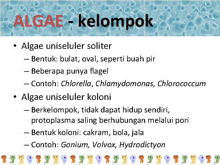 ALGAE - kelompok • Algae uniseluler soliter – Bentuk: bulat, oval, seperti buah pir