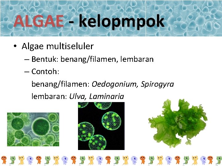 ALGAE - kelopmpok • Algae multiseluler – Bentuk: benang/filamen, lembaran – Contoh: benang/filamen: Oedogonium,