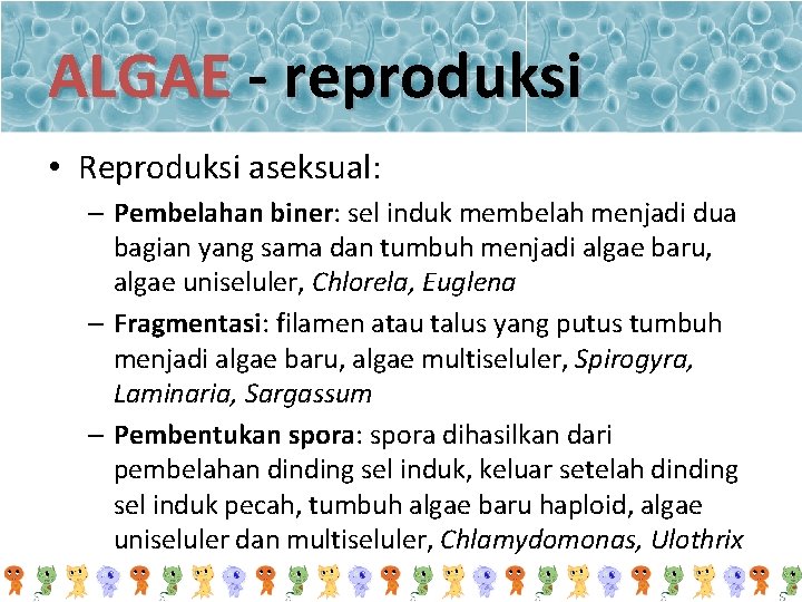 ALGAE - reproduksi • Reproduksi aseksual: – Pembelahan biner: sel induk membelah menjadi dua