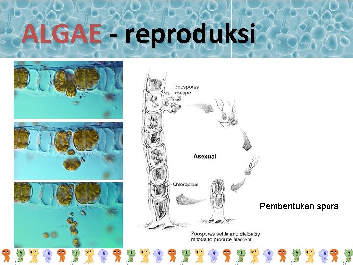 ALGAE - reproduksi Pembentukan spora 