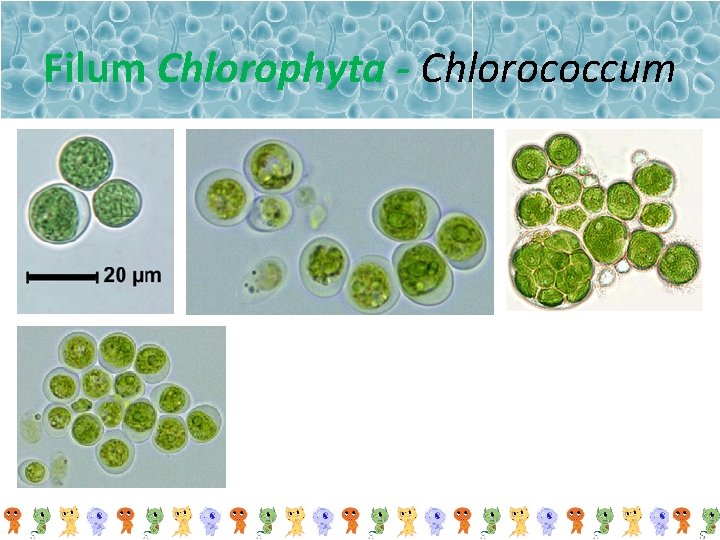 Filum Chlorophyta - Chlorococcum 