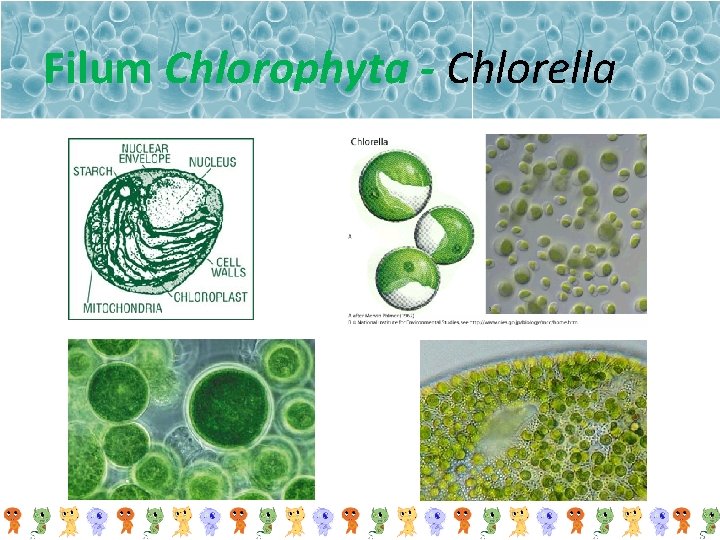 Filum Chlorophyta - Chlorella 