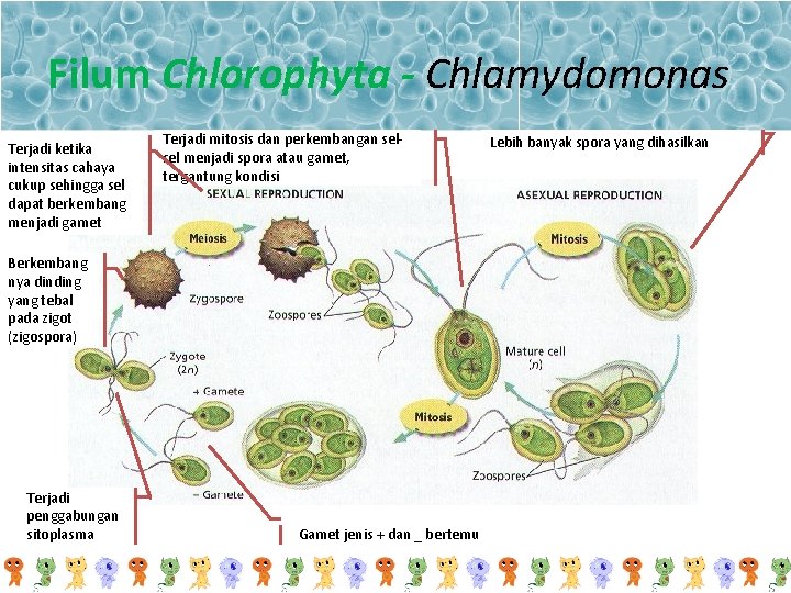 Filum Chlorophyta - Chlamydomonas Terjadi ketika intensitas cahaya cukup sehingga sel dapat berkembang menjadi