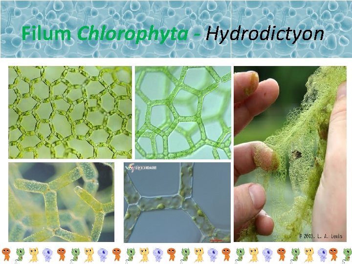 Filum Chlorophyta - Hydrodictyon 