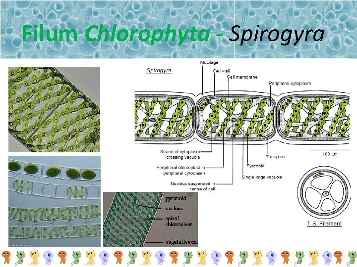 Filum Chlorophyta - Spirogyra 