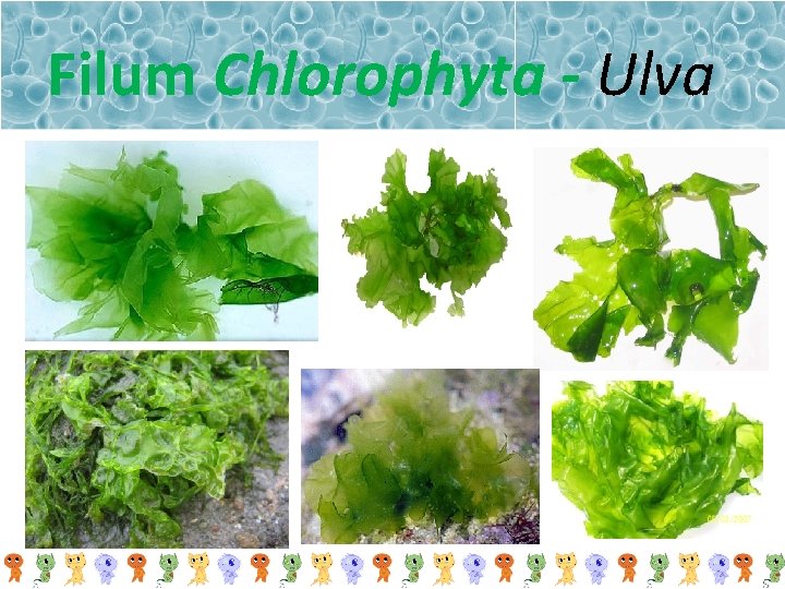 Filum Chlorophyta - Ulva 