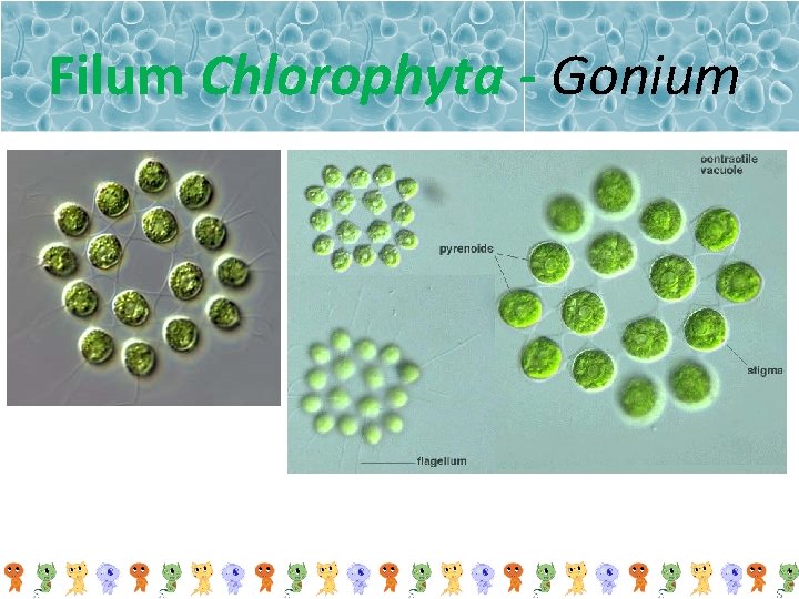 Filum Chlorophyta - Gonium 