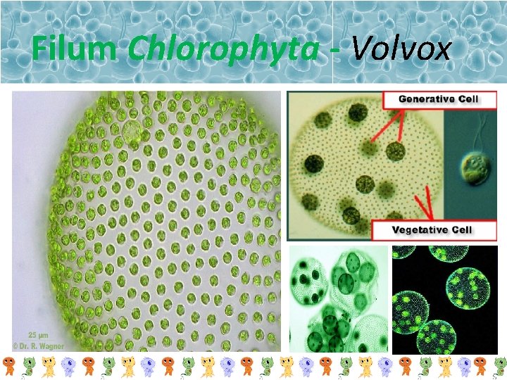 Filum Chlorophyta - Volvox 