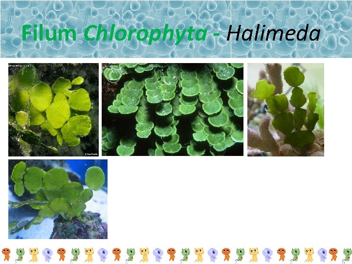 Filum Chlorophyta - Halimeda 