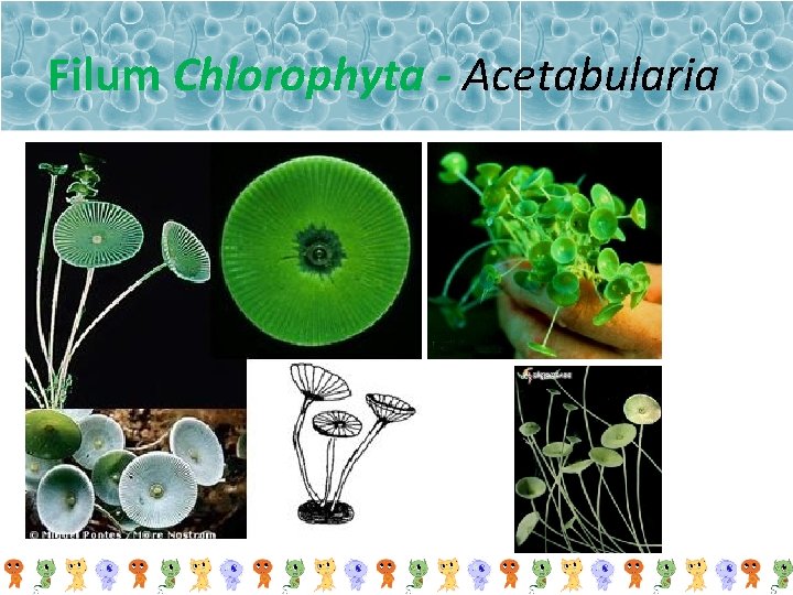 Filum Chlorophyta - Acetabularia 