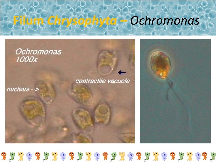 Filum Chrysophyta – Ochromonas 