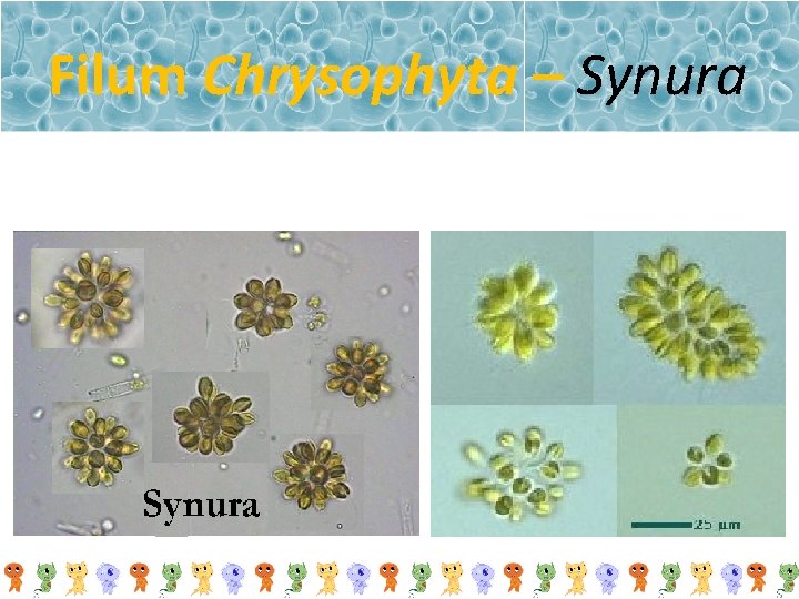 Filum Chrysophyta – Synura 