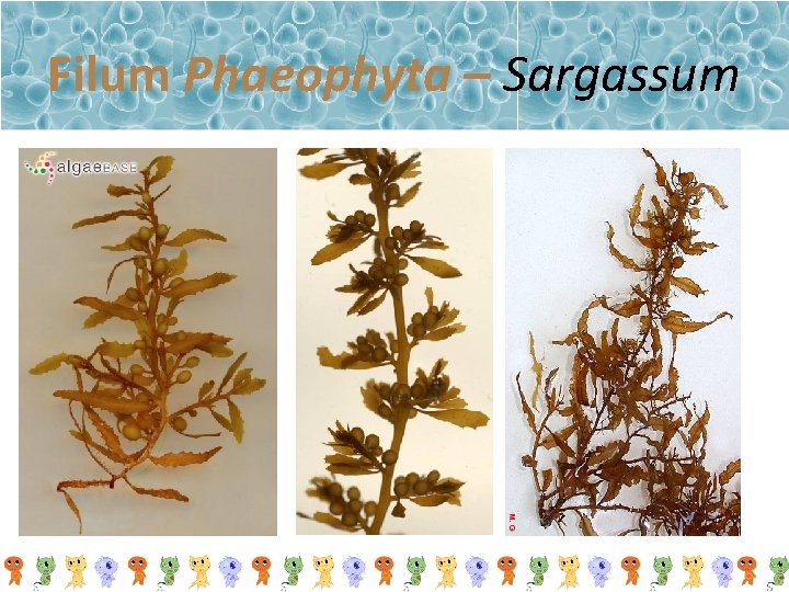 Filum Phaeophyta – Sargassum 