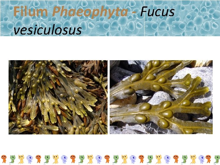 Filum Phaeophyta - Fucus vesiculosus 